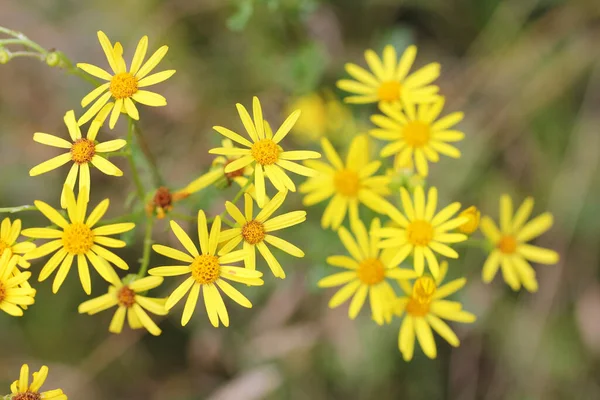 Ragwort Senecio Jacobaea Kuuluu Senecion Sukuun — kuvapankkivalokuva