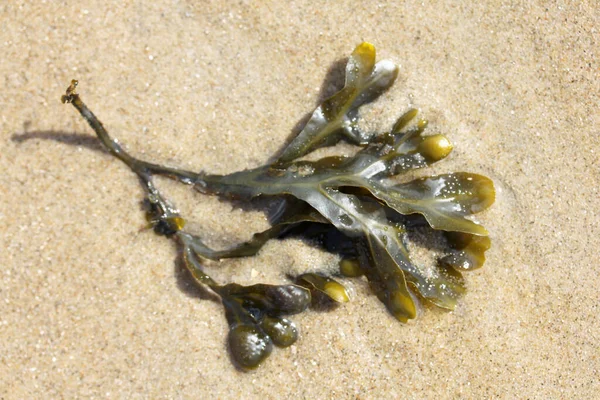 Der Blasentang Fucus Vesiculosus Ist Nordatlantik Sowie Nord Und Ostsee — Stockfoto