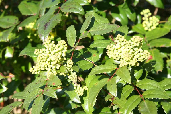 Oregon Grape Evergreen Shrub Thorns — Stock Photo, Image