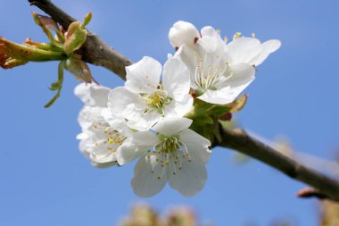 Arka planda mavi gökyüzü olan beyaz çiçekler
