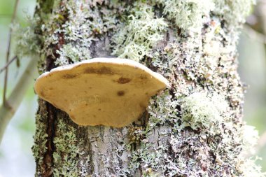 ölü bir ağaç gövdesi üzerinde ağaç mantarı (polyporus applanatus), yakın çekim 