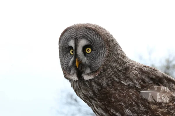 Owls Strigiformes Order Birds — Stock Photo, Image