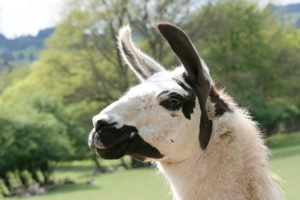 Lama Lama Glama Una Specie Cammello — Foto Stock