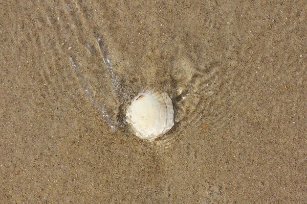 Von Meerwasser Umspülte Muschelschale Liegt Sand — Stockfoto