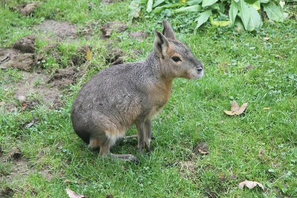 Dolichotis Patagonum Een Zoogdier Uit Familie Van Kamratten Dolichotidae — Stockfoto