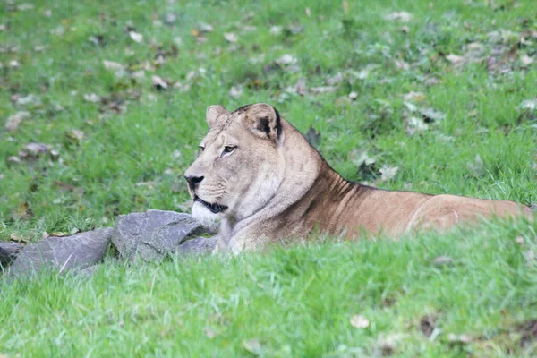 Lion Panthera Leo Species Cats — Stock Photo, Image