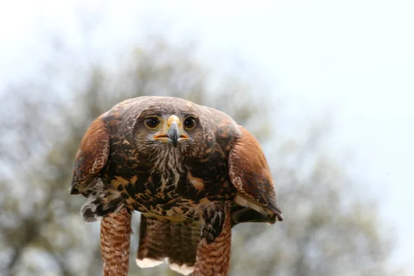 Buzzard Buteo Bird Prey Family Accipitridae — Stock Photo, Image