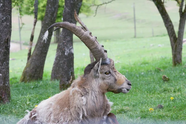Profiel Weergave Van Een Knappe Mannelijke Steenbok Capra Ibex — Stockfoto