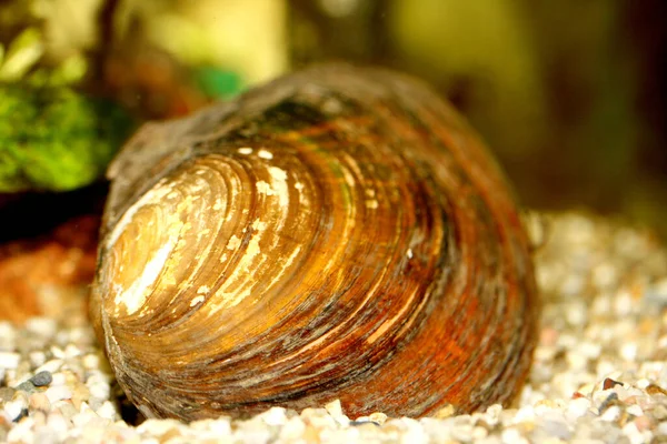 Mussel Anodontinae Mollusk Living Bottom Pond — Stock Photo, Image