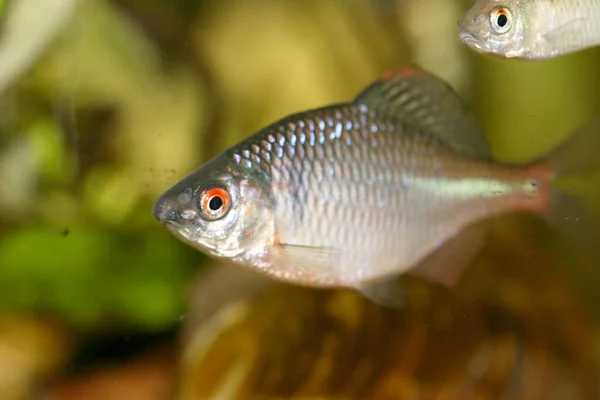 Close Macho Bitterling Rhodeus Amarus — Fotografia de Stock