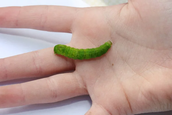 Green Caterpillar Crawling Child Hand — Stock Photo, Image