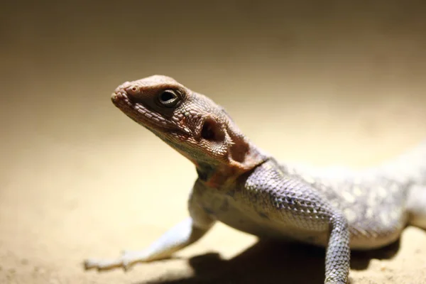 Agama Agama Agama Una Especie Lagarto Familia Agamas —  Fotos de Stock