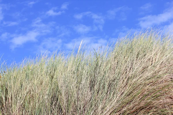 まばらな草で覆われた砂丘 — ストック写真