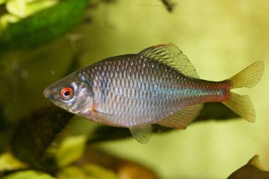 Bir erkek bitterling (rhodeus amarus) yakın plan) 