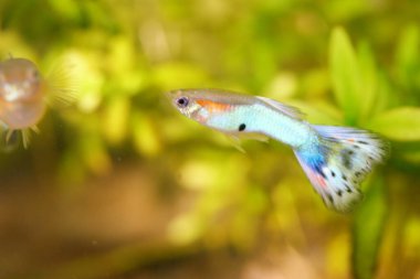 Bir erkek guppy (Poecilia reticulata), popüler bir tatlı su akvaryumu balığı.