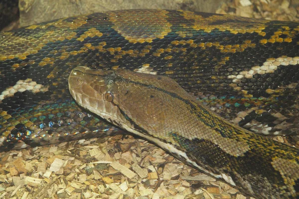 Indische Felspython Python Molurus Bivittatus Gehört Zur Familie Der Riesenschlangen — Stockfoto
