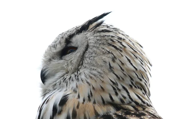 Corujas Strigiformes São Uma Ordem Aves — Fotografia de Stock