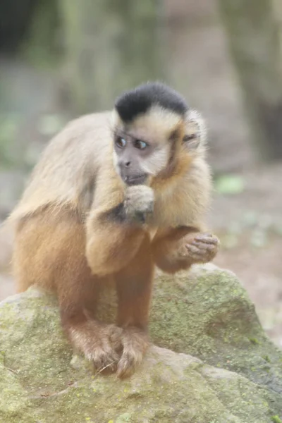 Tufted Capuchin Corn Monkey Sapajus Apella Primate Genus Capuchins — стоковое фото