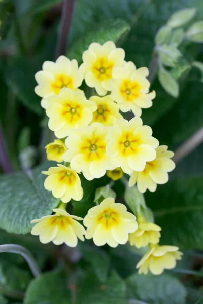 Первоцветы Primula Род Семейства Primulaceae — стоковое фото