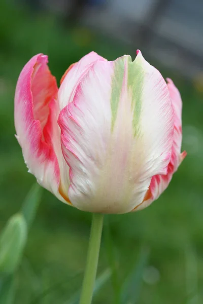 Nahaufnahme Einer Weißen Blühenden Tulpe — Stockfoto