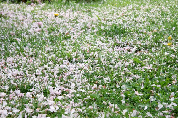 緑の芝生の上にピンクの桜の葉 — ストック写真