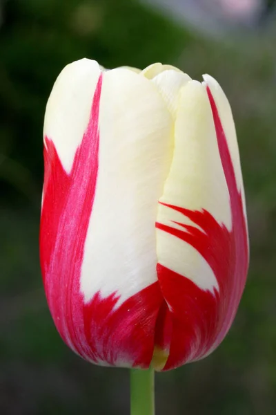 Close Uma Tulipa Floração Branca — Fotografia de Stock