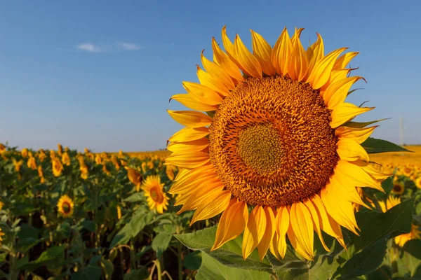 Die blühende Sonnenblume aus nächster Nähe vor dem Hintergrund der — Stockfoto