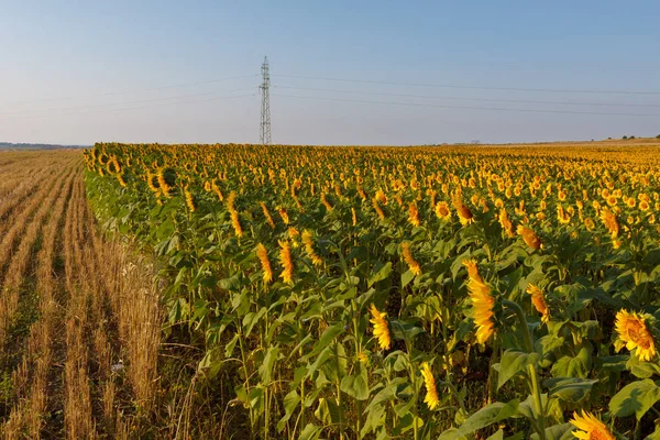 Blossoming field of sunflowers — Stock Photo, Image