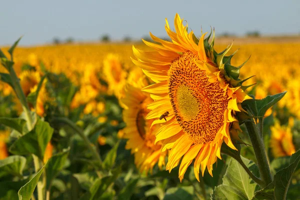 Die blühende Sonnenblume aus nächster Nähe vor dem Hintergrund der — Stockfoto