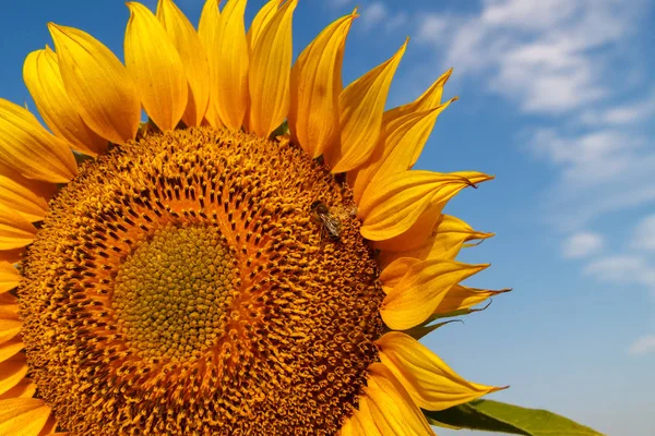 Die blühende Sonnenblume mit einer Biene aus nächster Nähe — Stockfoto