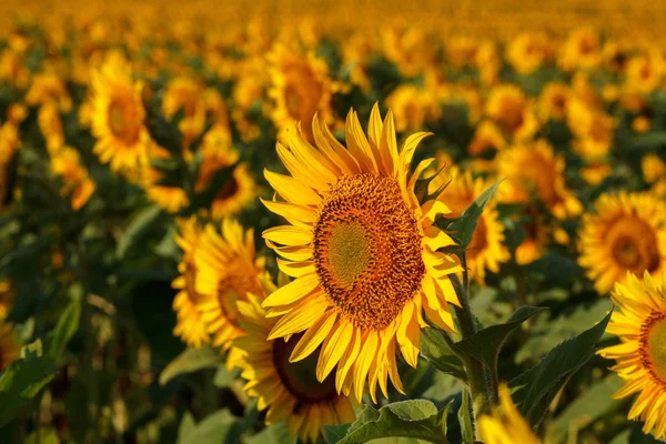 Die blühende Sonnenblume aus nächster Nähe vor dem Hintergrund der — Stockfoto