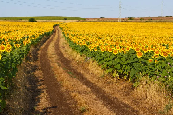 The road through the blossoming fields of sunflowers — Stock Photo, Image