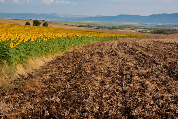 Le champ labouré près du champ de tournesols — Photo