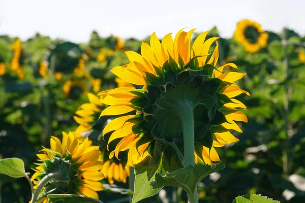 Die blühende Sonnenblume aus nächster Nähe gegen die Sonne — Stockfoto
