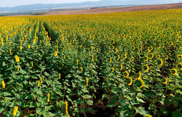 He top view of the blossoming field of sunflowers — Stock Photo, Image