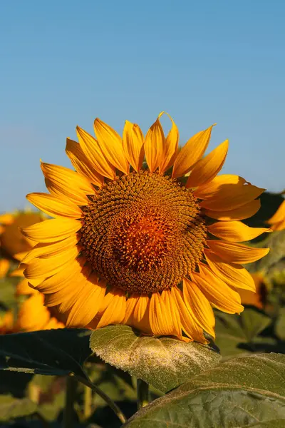 Die blühende Sonnenblume aus nächster Nähe — Stockfoto