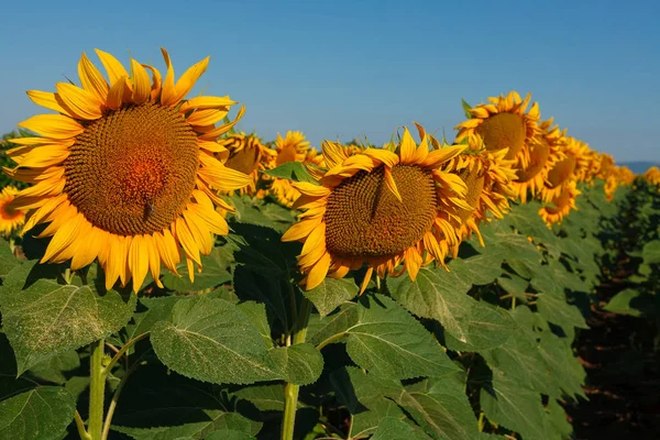 Die blühenden Sonnenblumen auf dem Feld — Stockfoto