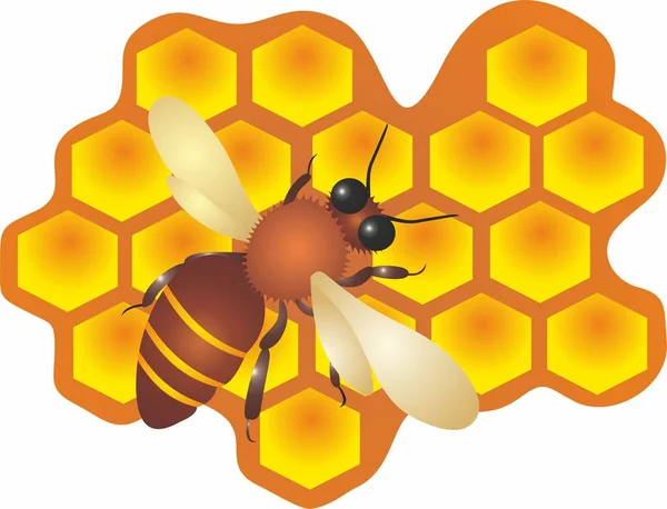 Bee And Honey Illustration — Stock Photo, Image