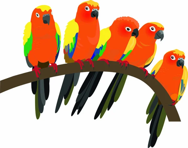 Яркие солнечные попугаи на белом фоне — стоковое фото