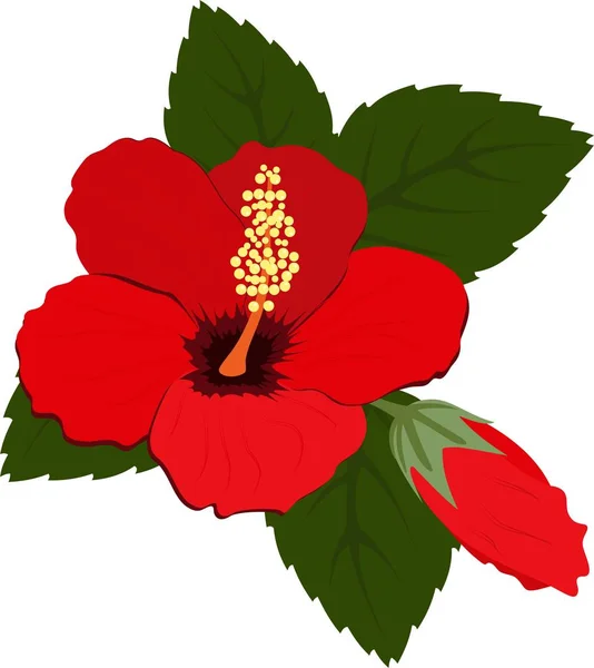 Three beautiful red hibiscus flowers with leaves — Stock Vector