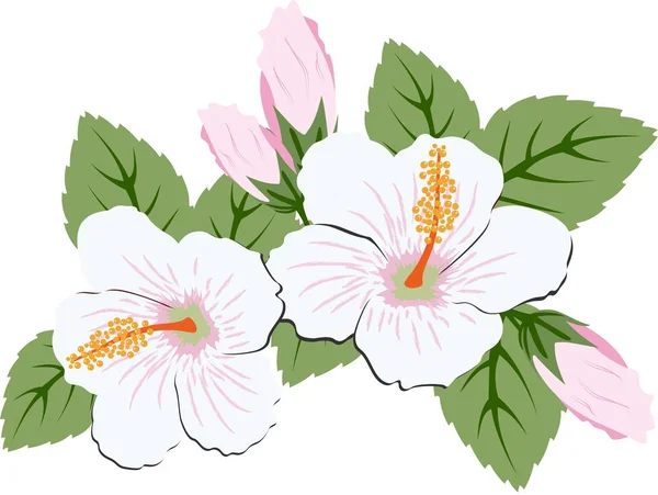 Beautiful pink hibiscus flowers with leaves — Stock Vector