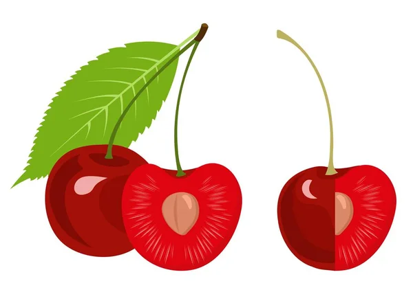 成熟的樱桃，半樱桃，带有叶子的樱桃，背景为白色 — 图库矢量图片