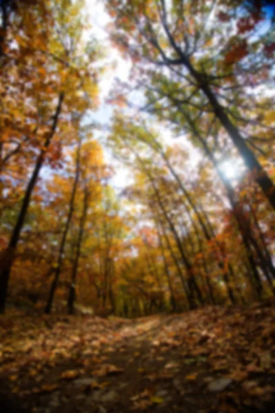 Sendero Del Bosque Otoño Con Luz Del Sol Que Viene — Foto de Stock