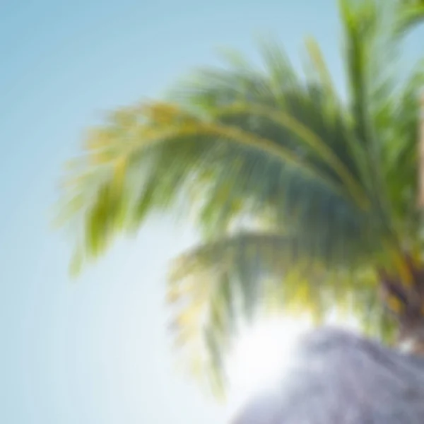 Blurred View Palm Leaves Daytime — Stock Photo, Image