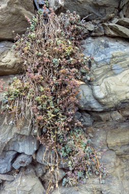 Kumtaşı dışarı büyüyen succulents