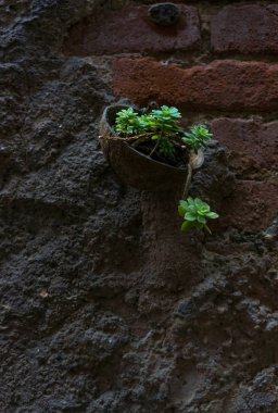 Hindistan cevizi kabuğu'büyüyen succulents
