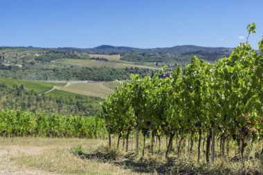 Görüntüle alanında mavi gökyüzü arka plan üzerinde büyüyen üzüm
