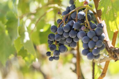 Kök üzerinde üzüm demet gündüz yakın çekim