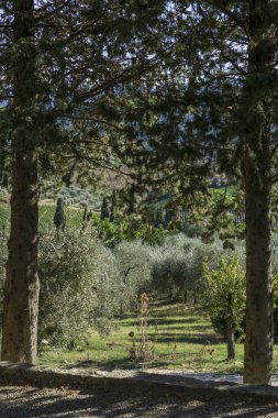 Gündüz, Tuscan kırsalında zeytin ağaçları