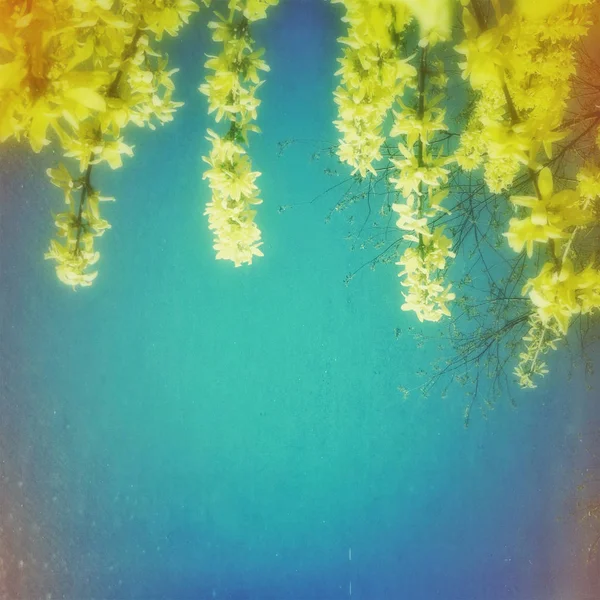 Forsythie Blüten Auf Blauem Hintergrund — Stockfoto
